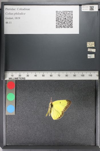 Media type: image;   Entomology 119111